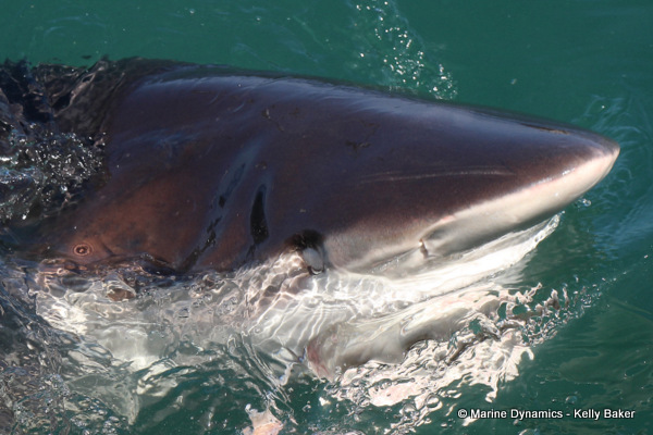 Bronze whaler shark snout, South Africa